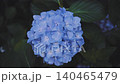 Hydrangeas at Takahata Fudo Temple bloom beautifully after the rain. 140465479