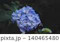 Hydrangeas at Takahata Fudo Temple bloom beautifully after the rain. 140465480