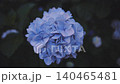 Hydrangeas at Takahata Fudo Temple bloom beautifully after the rain. 140465481