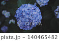 Hydrangeas at Takahata Fudo Temple bloom beautifully after the rain. 140465482