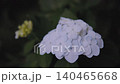 Hydrangeas blooming in the rainy season at Takahata Fudo Temple 140465668