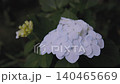 Hydrangeas blooming in the rainy season at Takahata Fudo Temple 140465669