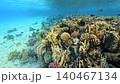 Many different fish Swimming Along Shallow Coral Reef In Clear Blue Red Sea Water 140467134
