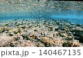 School Of Sergeant Major Fish Swimming Above Shallow Coral Reef Near Water Surface 140467135