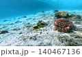 Two Yellow Butterflyfish Swimming Over Sandy Seabed Near Coral Reef In Clear Red Sea Water 140467136