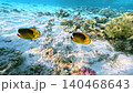 Two Yellow Butterflyfish Swimming Above Sandy Coral Reef Bottom In Clear Tropical Water 140468643