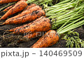 Freshly harvested carrots, still covered in soil, are lined up on the black soil of the field. 140469509