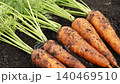 Freshly harvested carrots, still covered in soil, are lined up on the black soil of the field. 140469510