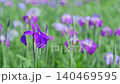 Irises in full bloom in a lush green garden, against a beautifully blurred background. Irises in full bloom in a lush green garden, against a beautifully blurred background. 140469595
