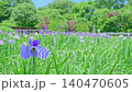 Beautiful irises in full bloom in the iris garden in early summer. Beautiful irises in full bloom in the iris garden in early summer. 140470605