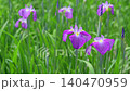 A close-up of purple irises swaying in the early summer breeze. A close-up of purple irises swaying in the early summer breeze. 140470959