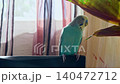 Blue Budgie Chirps on Branch and Flies Away 140472712