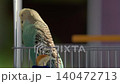 Blue Budgie Chirps on Branch and Flies Away 140472713