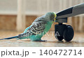 A curious blue budgie walks around the apartment 140472714