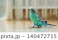 A curious blue budgie walks around the apartment 140472715