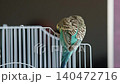 Blue Budgie Chirps on Branch and Flies Away 140472716
