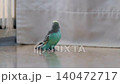 A curious blue budgie walks around the apartment 140472717