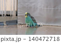 A curious blue budgie walks around the apartment 140472718