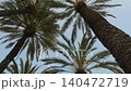 palm tree tops against the clear blue sky 140472719