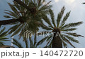 palm tree tops against the clear blue sky 140472720