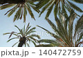 palm tree tops against the clear blue sky 140472759