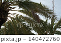 palm tree tops against the clear blue sky 140472760