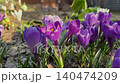 A Beautiful Display of Colorful Purple Crocuses Emerging in Springtime, Surrounded by Lush Greenery and a Vibrant Natural Landscape 140474209