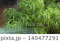 Watering plants with a garden hose nozzle first person point of view. Summer concept. 140477291