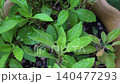 Green plant, Gynura procumbens or longevity spinach covered with water droplets. Close up and top view. 140477293