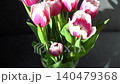 Tulips flowers bouquet. White pink petals of bud 140479368