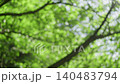 Bokeh and fresh greenery sparkle - background material 140483794