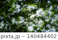 A background image featuring the sunlight shining through fresh green leaves in early summer, creating a beautiful bokeh effect. 140484402