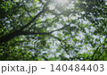 Early summer's fresh green leaves and the dappled sunlight creating a bokeh background. 140484403