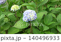 綺麗なグラデーション　青紫色の紫陽花 140496933