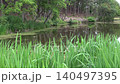 初夏のみずみずしい水草が茂る静かな池と新緑の森の風景 140497395