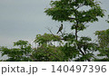 新緑のもみじの木にとまり元気によく鳴く野鳥の姿 140497396