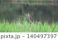 枝の先にとまりながら鳴いている小さな野鳥（オオヨシキリ） 140497397
