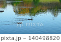 美しい池を泳ぐカモ(水鳥)の癒やし動画・日本庭園の風景 (熊本市)(水前寺成趣園) 美しい池を泳ぐカモ(水鳥)の癒やし動画・日本庭園の風景 (熊本市)(水前寺成趣園) 140498820
