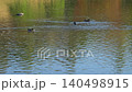 美しい池を泳ぐカモ(水鳥)の癒やし動画・日本庭園の風景 (熊本市)(水前寺成趣園) 美しい池を泳ぐカモ(水鳥)の癒やし動画・日本庭園の風景 (熊本市)(水前寺成趣園) 140498915