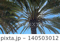 Palm trees sway above as sunlight filters through their leaves along the Villajoyosa coast. This area showcases the natural beauty of Spain's coastal line under clear blue skies. 140503012