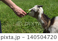 Female hand feeding a cute white and brown baby goat with fresh green leaves on a bright sunny meadow background, concept of animal care 140504720