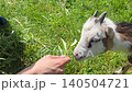 Female hand feeding a cute white and brown baby goat with fresh green grass on a sunny meadow background, concept of human connection with nature 140504721