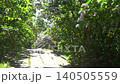 Path in park. Purple Lilac flower Blossoms in Spring Garden. Syringa Flowers 140505559