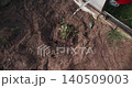 High-angle view of a gardener carefully watering a young tomato seedling recently planted in the rich, dark soil of a greenhouse, nurturing the new growth for a future harvest. 140509003