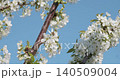 Industrious honey bee flying around and collecting nectar from beautiful white cherry blossoms on a branch, pollinating the flowers against a clear blue sky on a sunny spring day. 140509004