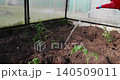 Gardener watering freshly planted young tomato seedlings in a polycarbonate greenhouse, nurturing the small plants for future growth and harvest in a small organic vegetable garden. 140509011