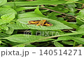 A close-up shot of a small skipper butterfly with vibrant orange and dark brown wings resting calmly on a textured green leaf surrounded by dense wild grass. 140514271