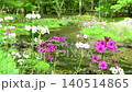 Primroses and a stream blooming at Senjugahama beach in Oku-Nikko, Nikko City, Tochigi Prefecture 140514865