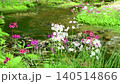 Primroses and a stream blooming at Senjugahama beach in Oku-Nikko, Nikko City, Tochigi Prefecture 140514866