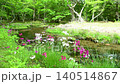 Primroses and a stream blooming at Senjugahama beach in Oku-Nikko, Nikko City, Tochigi Prefecture 140514867
